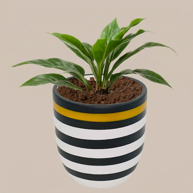 Designer Black & White Striped Ceramic Planter with Gold Accent