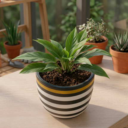 Designer Black & White Striped Ceramic Planter with Gold Accent