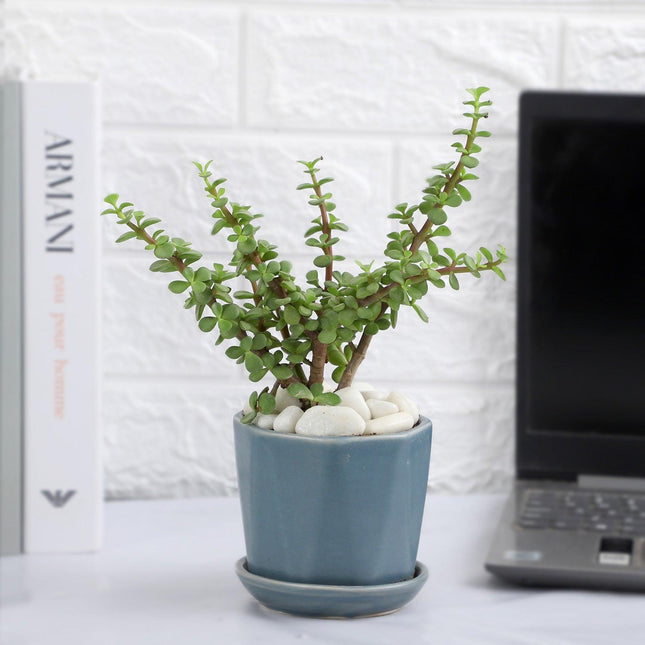 Elegant Jade Delight in Grey Pot