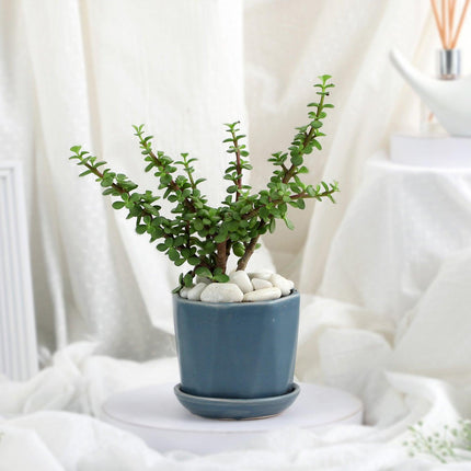 Elegant Jade Delight in Grey Pot