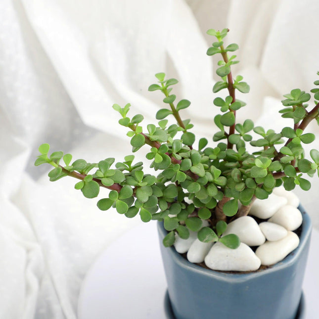 Elegant Jade Delight in Grey Pot