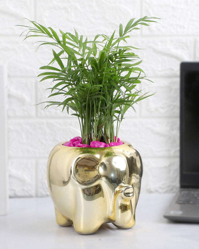 Elephant Luxe - Chamaedorea Pink Pebble