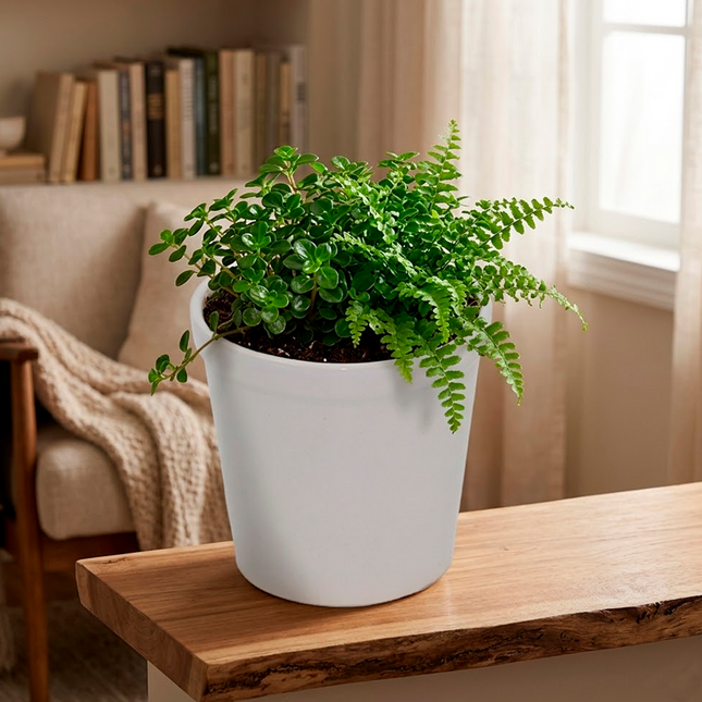 Minimalist White Ceramic Planter Pot – Modern Indoor Plant Container