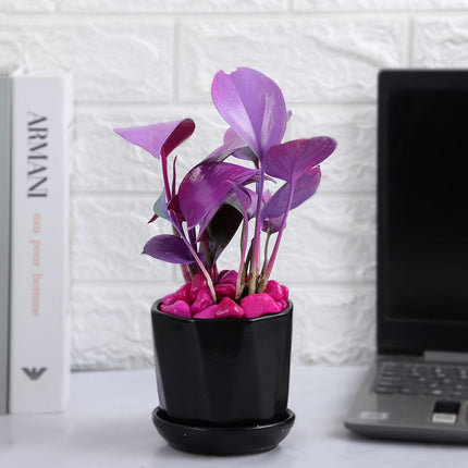 Purple Spray Money Plant in Black Pot