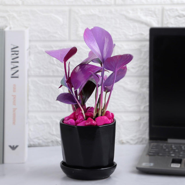 Purple Spray Money Plant in Black Pot