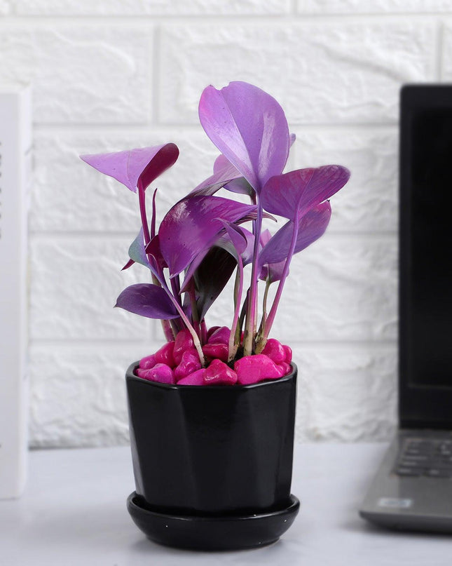 Purple Spray Money Plant in Black Pot