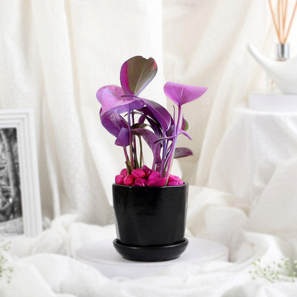 Purple Spray Money Plant in Black Pot