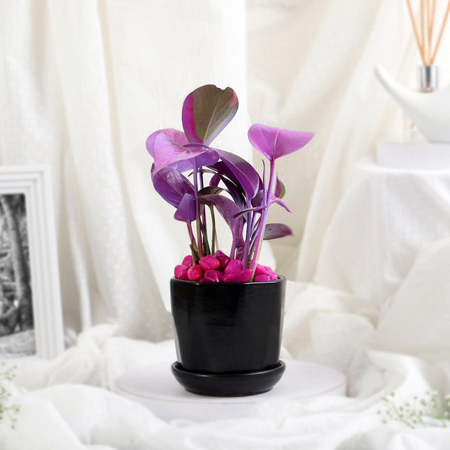 Purple Spray Money Plant in Black Pot