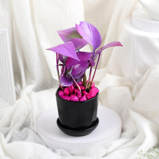 Purple Spray Money Plant in Black Pot