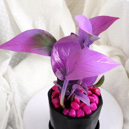 Purple Spray Money Plant in Black Pot